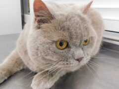 кл — 37 кот Тоша отлов 24.06.25_1