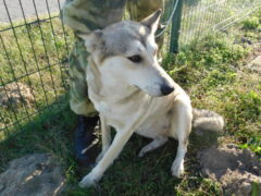 Вольер 130 Кличка Чапа Пол сука Высота в холке 50 см Причина поступления- отлов Дата поступления 25.09.2025_1