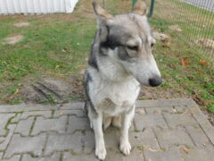 Вольер 113 Кличка Тина Пол сука Высота в холке 50 см Причина поступления- отлов Дата поступления 22.10.2025