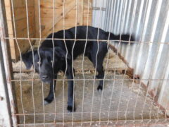 в132 кобель Макс отлов 5.11.25 45см_1