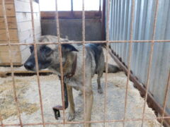 в3 сука Айза отлов 24.10.25 40см_1