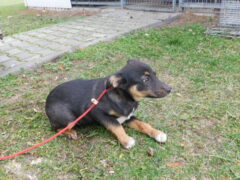 в97 сука Иля отлов 24.10.25 20см_1