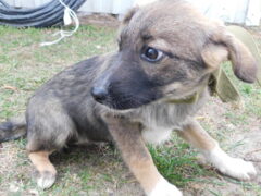 в97 сука Лака отлов 24.10.25 20см_1