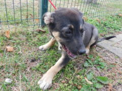 в97 сука Роза отлов 24.10.25 20см_1