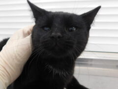 кл37 кошка Кейси отлов 6.11.25_1