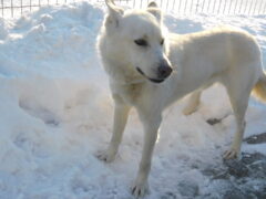 в12 кобельСнеж отлов 20.01.26 50см