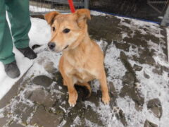 в134 сука Дора отлов 28.01.26 45см