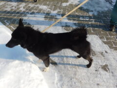 в64 сука Рика отлов 15.01.26 45см