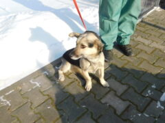 в73 кобель Джус отлов 14.01.26 40см