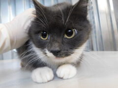 кл42 кошка Паша отлов 28.01.26