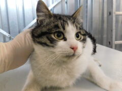 кл48 кот Арес отлов 28.01.26