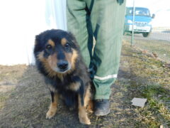 Вольер 112 Кличка Бакс Пол кобель Высота в холке 40 см Причина поступления- отлов Дата поступления 04.03.2026_1