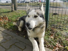 Вольер 127 Кличка Бим Пол кобель Высота в холке 50 см Причина поступления- отлов Дата поступления 27.02.2026_1