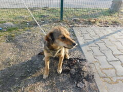 Вольер 68 Кличка Клео Пол сука Высота в холке 40 см Причина поступления- отлов Дата поступления 04.03.2026_1