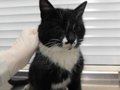 в-4 кошка Мурка отлов 20.01.26_1