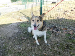 в126 сука Дина отлов 10.03.26 45см_1