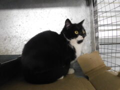 кв-4 кот Том отлов 20.02.26_1