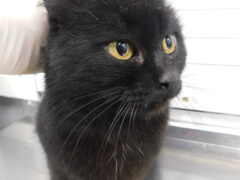 кл 13 кошка Лоя отлов 23.02.26_1