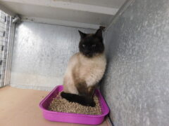 кл 43 кот Том отлов 05.03.26_1