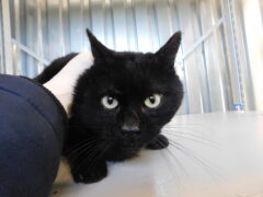 кл45 кот Чершыш отлов 05.03.26_1