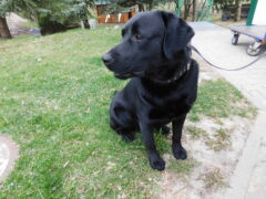 Вольер 118 Кличка Барон Пол кобель Высота в холке 50 см Причина поступления- отлов Дата 09.04.2026_1