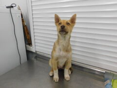 Вольер 122 Кличка Омега Пол сукаВысота в холке 40 см Причина поступления- отлов Дата 08.04.2026_1