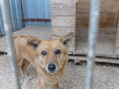 в62 сука Рыжка отлов 03.04.26 35см