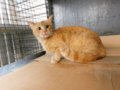 кл 11 кошка Мия отлов 13.04.26_1