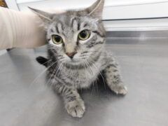 кл 11 кошка Ника отлов 09.04.26_1