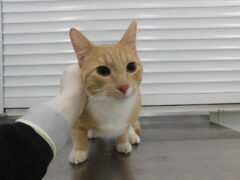 кл37 кот Чижик отлов 6.04.26