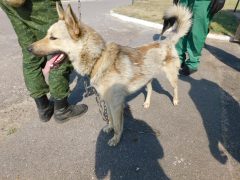 в11 кобель Кирил отлов 29.06.26 45см