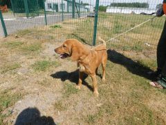 в126 кобель Рыжик отлов 09.06.26 45см_1
