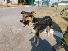в12кобель Балу отлов 29.06.26 50см