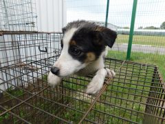 в130 сука Прима отлов 23.07.26 20см_1