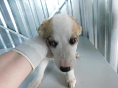 в54 сука Ильма отлов 11.08.26 20см_1