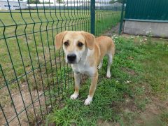 в73 кобель Зифа отлов 23.07.26 50см_1