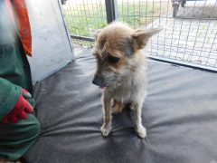 Вольер 44 Кличка Милиса Пол сука Высота в холке 35 см Причина поступления- отлов Дата 15.09.2026_1