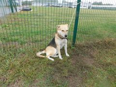 в15 кобель Росик отлов 17.09.26 50см_1