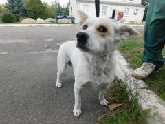 в76 сука Джуля отлов 02.09.26 35см_1